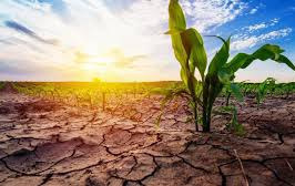 Zdjęcie do Szacowanie strat w rolnictwie spowodowanych suszą